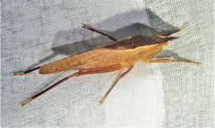 Pyrgocorypha rogersi