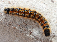 Malacosoma tigris