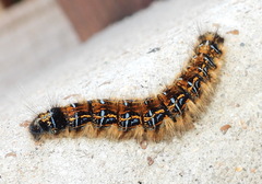 Malacosoma tigris