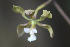 Encyclia selligera
