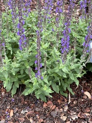 Salvia superba