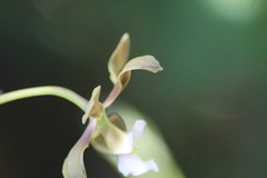 Encyclia selligera