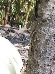 Anolis mariarum