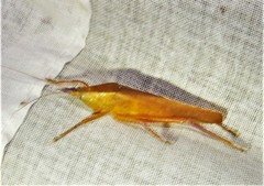 Pyrgocorypha rogersi