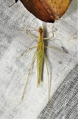 Oecanthus leptogrammus