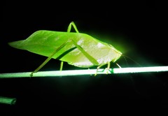 Stilpnochlora thoracica