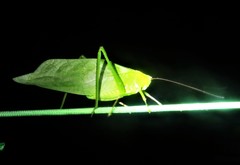 Stilpnochlora thoracica