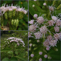 Chromolaena hookeriana