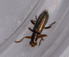 Lemidia subaenea