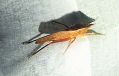 Pyrgocorypha rogersi