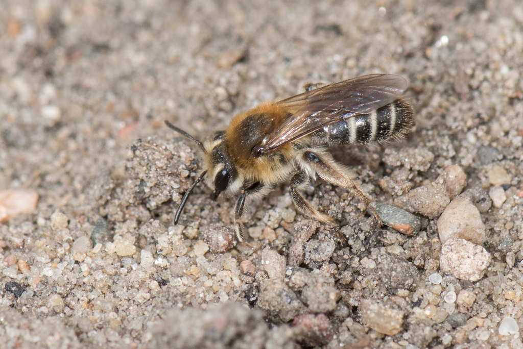 Leucandrena
