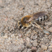 Leucandrena - Photo (c) Heather Holm, some rights reserved (CC BY-NC), uploaded by Heather Holm