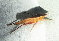 Pyrgocorypha rogersi