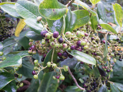 Ilex anomala