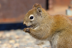 Tamiasciurus hudsonicus