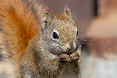 Tamiasciurus hudsonicus