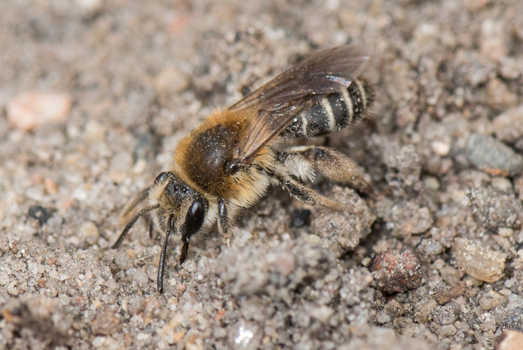 Long-lipped Miner