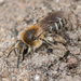 Andrena barbilabris - Photo (c) Heather Holm, μερικά δικαιώματα διατηρούνται (CC BY-NC), uploaded by Heather Holm