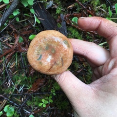 Lactarius rubrilacteus image