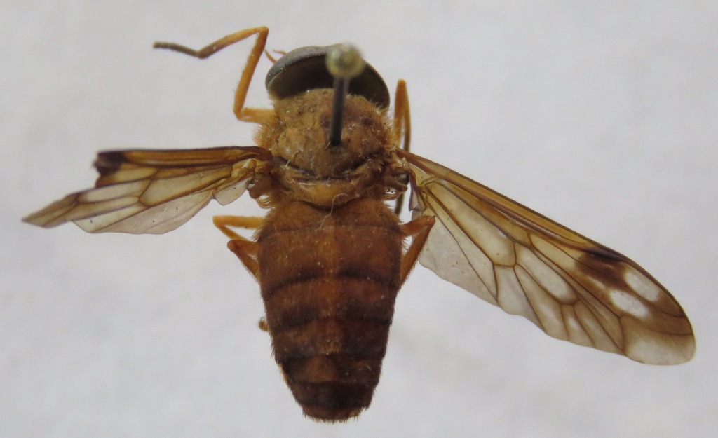 Catachlorops fulmineus