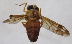 Catachlorops fulmineus ocellatus