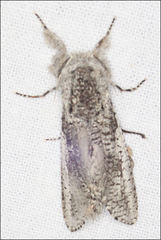 Endoxyla secta