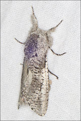 Endoxyla secta