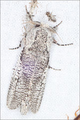 Endoxyla secta