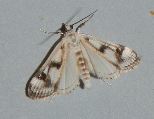 Polymorphic Pondweed Moth photo 6