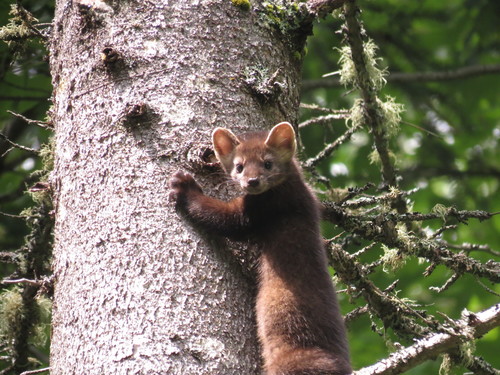 American Marten
