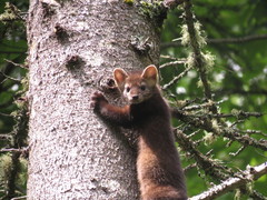 American Marten photo 4