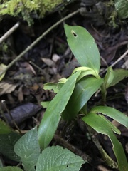Epidendrum pfahlii