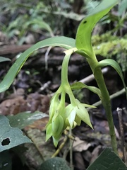 Epidendrum pfahlii