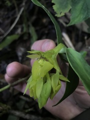 Epidendrum pfahlii