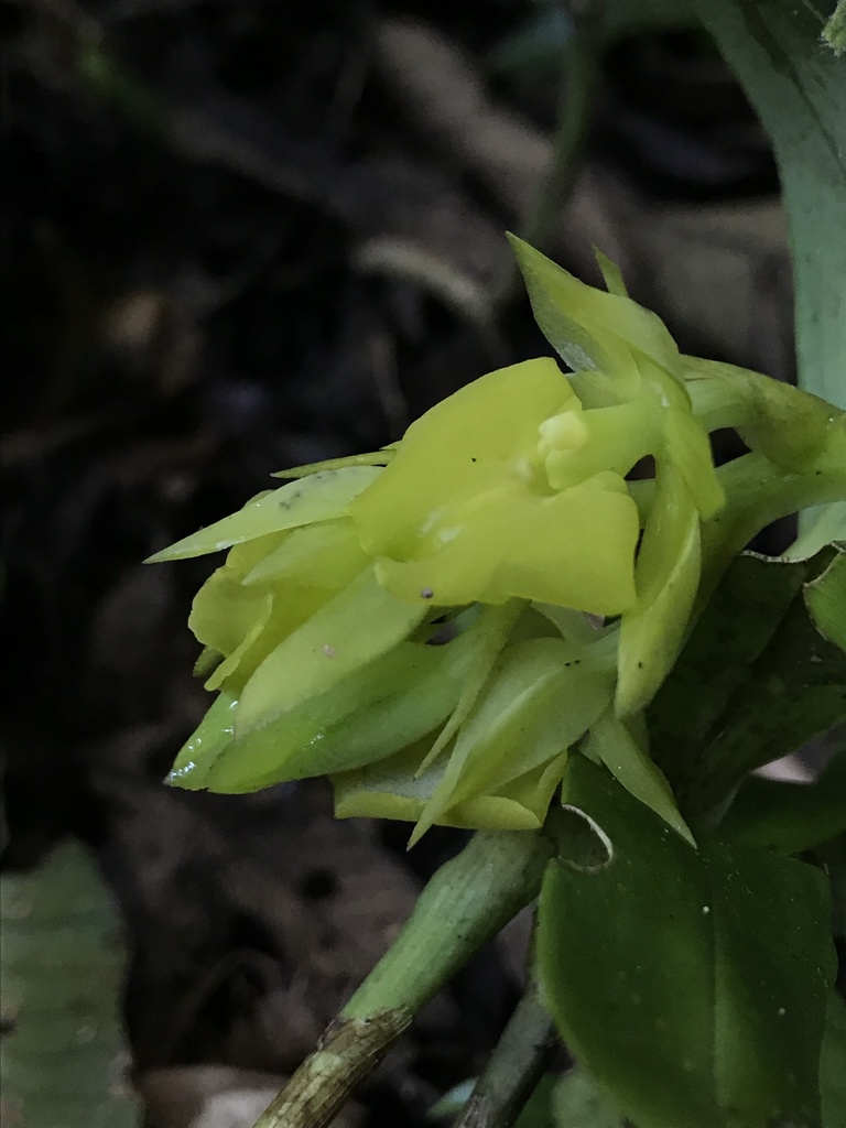 Epidendrum pfahlii
