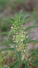 Asclepias emoryi