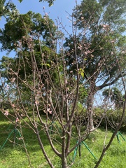 Prunus campanulata