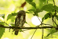 Glaucidium sanchezi