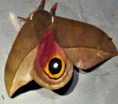 Automeris zugana