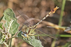 Arigomphus lentulus