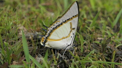 Polyura eudamippus