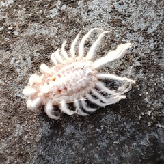 Icerya aegyptiaca