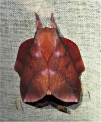 Othorene purpurascens