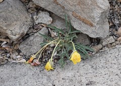 Oenothera brachycarpa