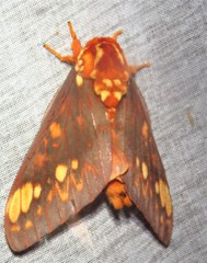 Citheronia bellavista