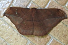 Copaxa multifenestrata