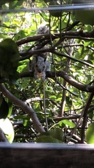 Sciurus variegatoides