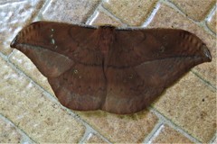 Copaxa multifenestrata