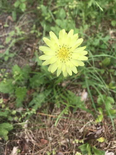Pyrrhopappus carolinianus image