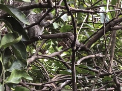 Sciurus variegatoides